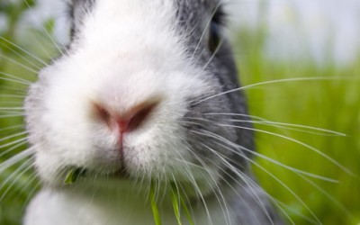 Wissens-Gratisproben