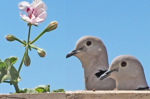 Von Prinzessinnen geküsst